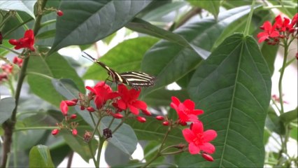 The Butterfly Lovers - Erhu & Flute HD 1080p