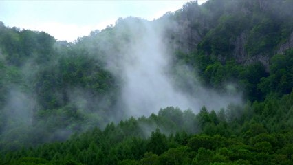 Morning In The Forest - In Loving Memory - Piano HD 1080p