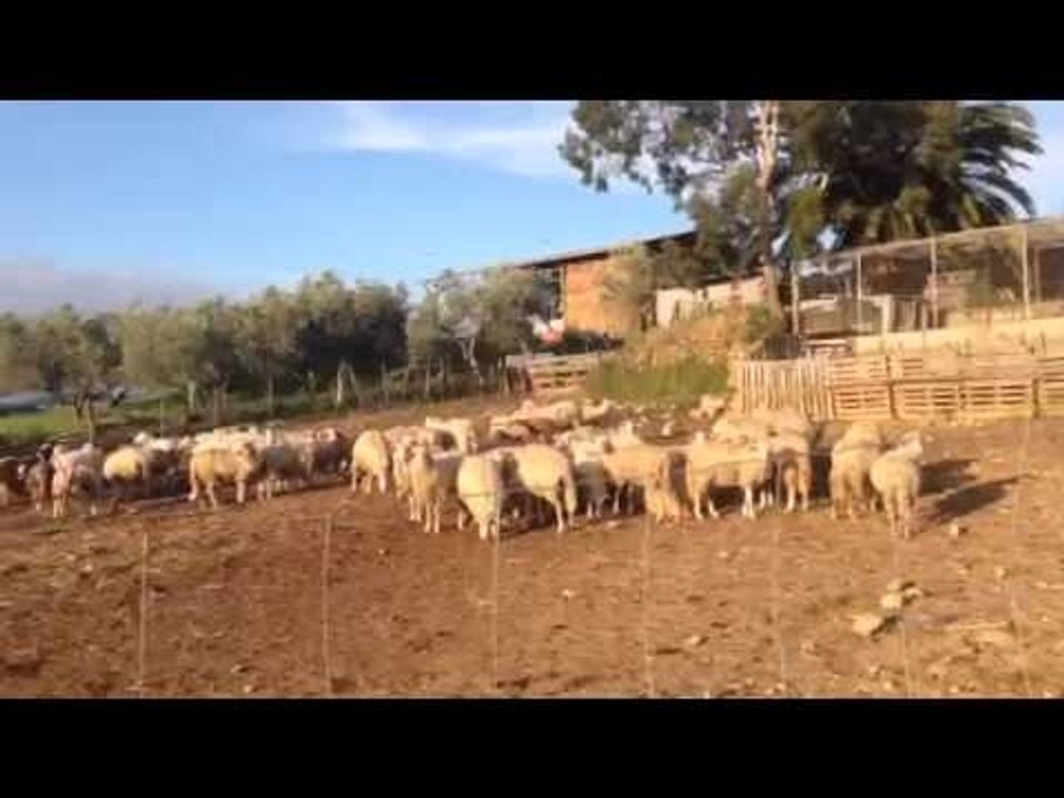 Barbara d'Urso - Primo Maggio in campagna