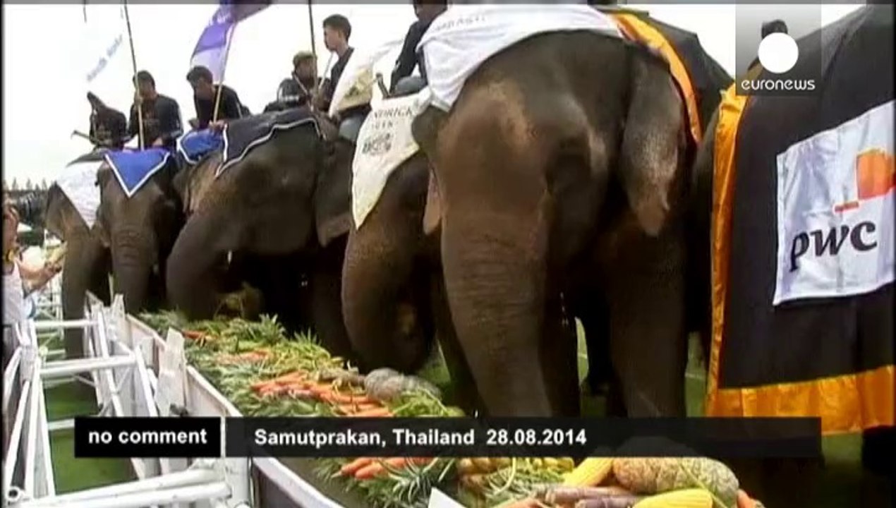 Elephant polo is the new sporting craze in Thailand
