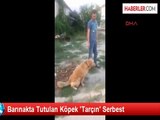 Barınakta Tutulan Köpek 'Tarçın' Serbest