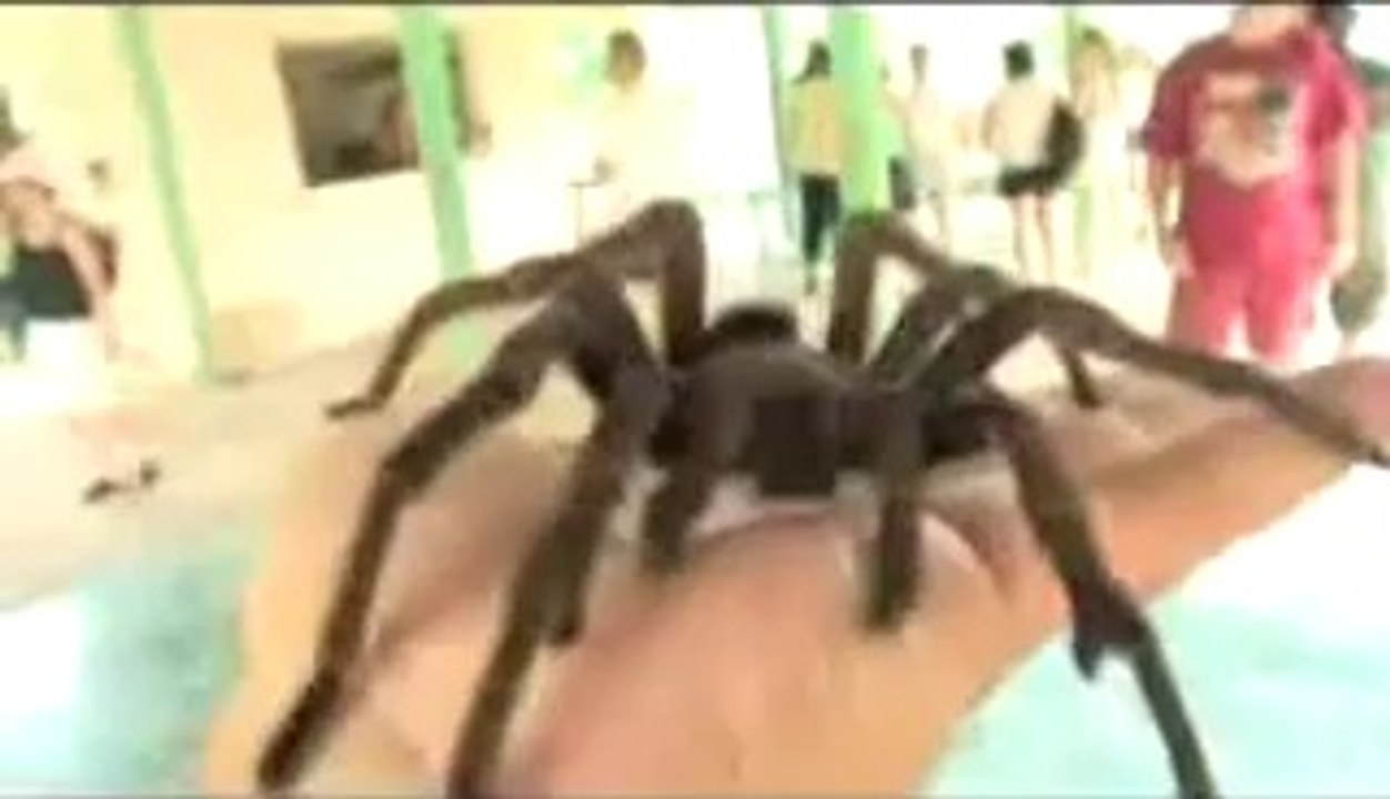 Une araignée énorme !!