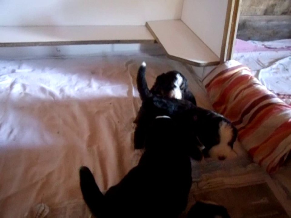 3 semaines (1ers jeux)