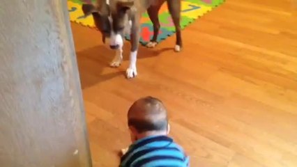Baby hands gentle pit bull a MilkBone