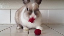 Bunny Eating Raspberries!