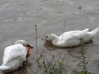 Canards blancs dans l'Adour