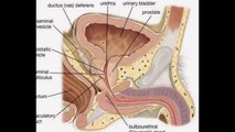 Chronic Bacterial Prostatitis