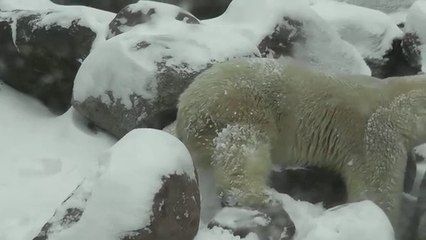 L'ourson polaire découvre la neige