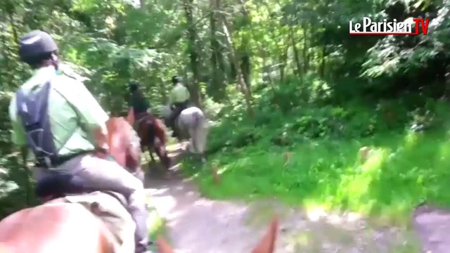 Forêt de Fontainebleau : rencontre avec la brigade équestre de l'ONF