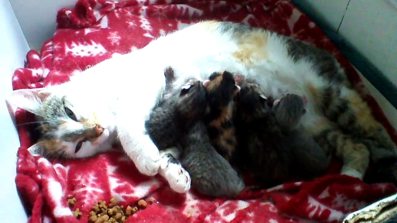 kittens