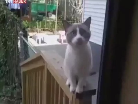 Kapı açık olmadığı için eve giremeyen kedi evin içindeki sahibine işte böyle tepki gösterdi.