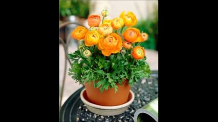 Düğün Çiçeği Soğanı Satışı