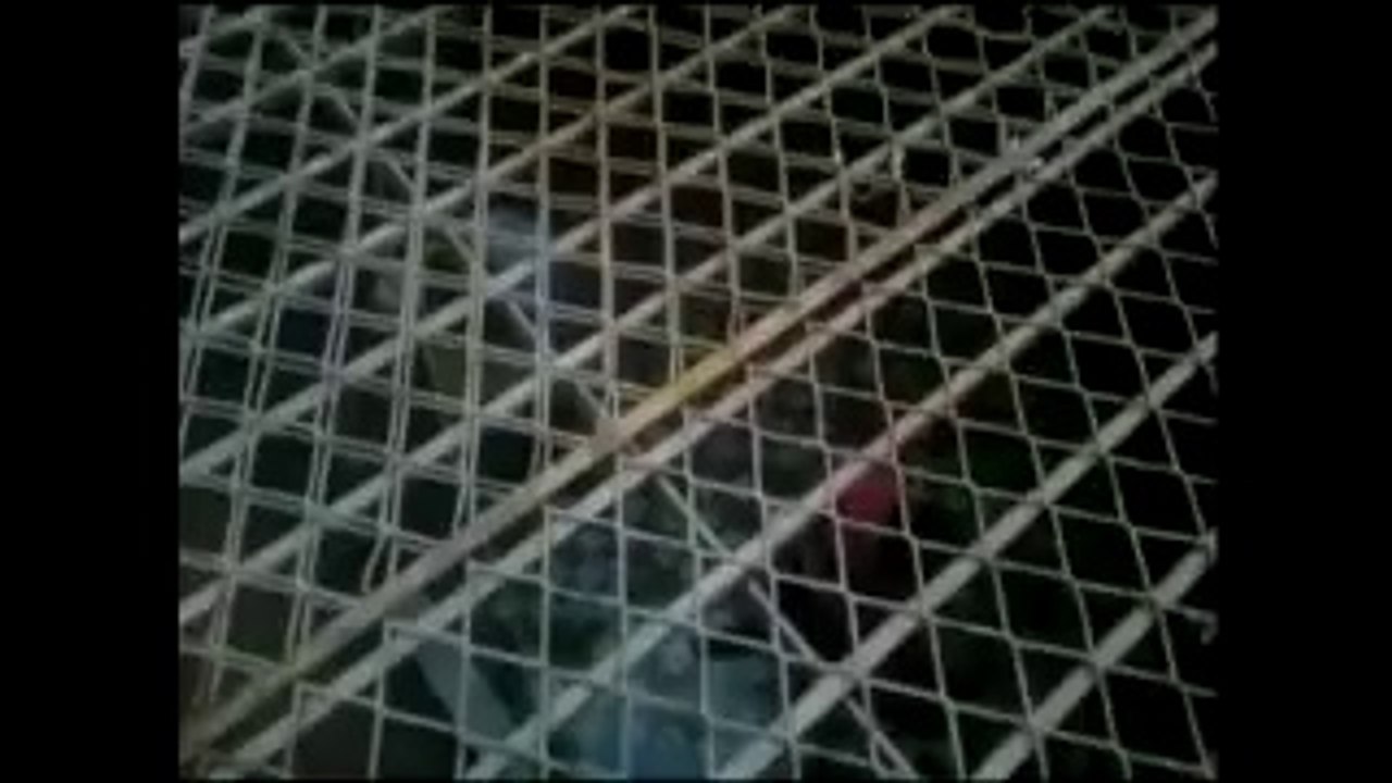 hostle 5 part 1