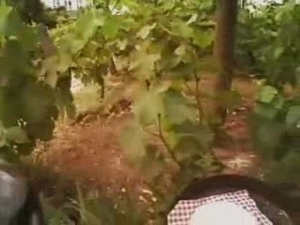 + Clip  - Qhuit & DSL & Svinkels & Rh