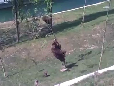 Une maman ours sauve son petit