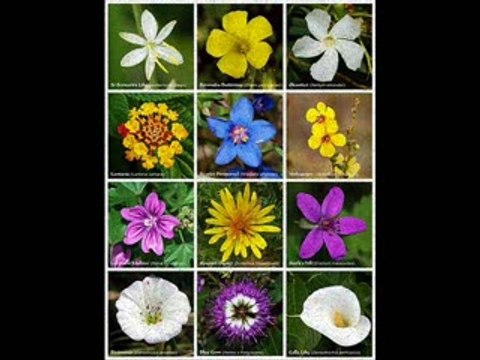 FARIDA KHANUM BEETAY DINNON KI YADON KO-Farhan Raees