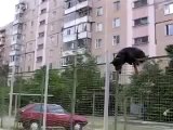 Rottweiler Jumps a very High Fence !!