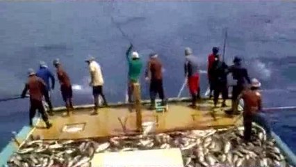 اصطياد اسماك التونة في المالديف
