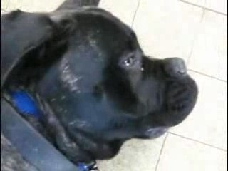 Le cane corso mange des friandises