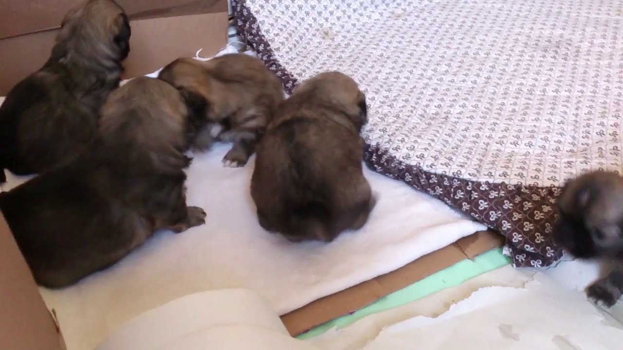 Bébés Epagneul Tibetain Elevage du Jardin d'Ajna (76)