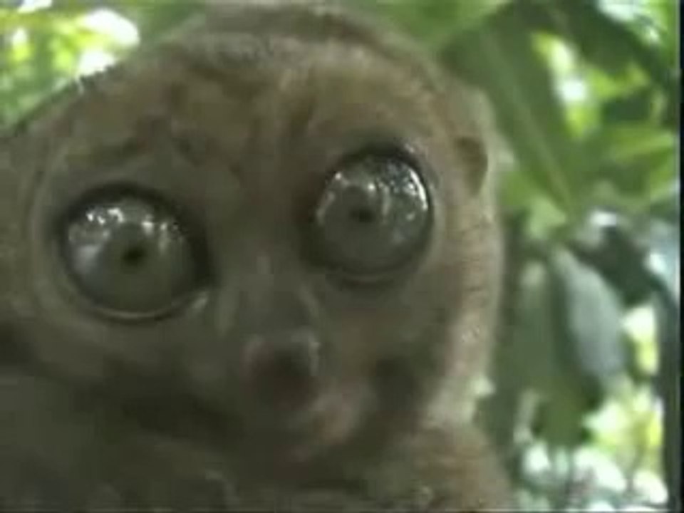 Loris grêle éberlué