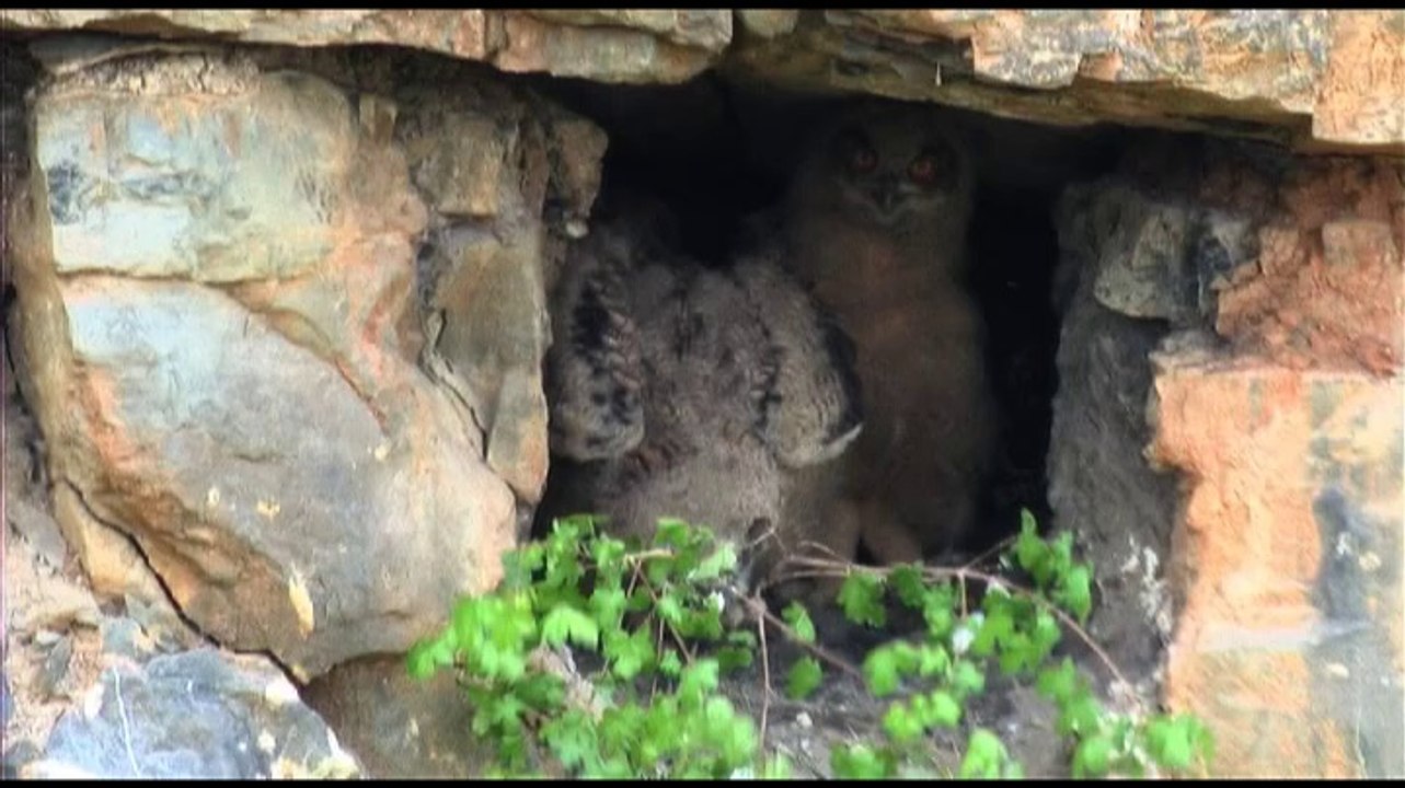 La nature c'est la vie c'est notre vie (5'2'')