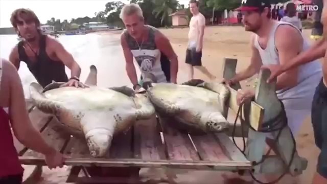 Sans ces touristes, ces pauvres tortues auraient fini au marché noir !