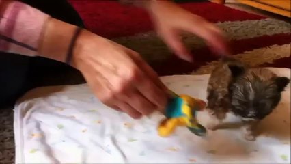 Cet adorable chiot fait à peine la taille de votre iPhone !