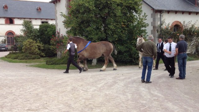 Départemental de trait breton