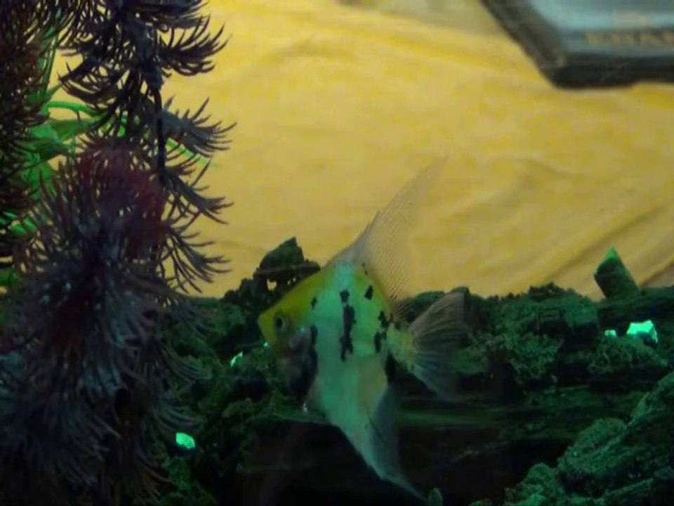 De vis - The fish - Der Fisch - le poisson