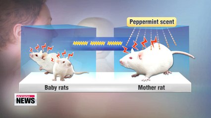 Mothers may share fears with babies via odor research