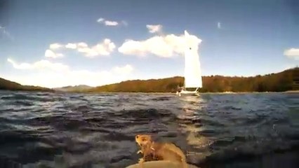 Un écureuil sauver de la noyade!