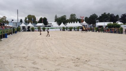 "Vol libre" fait cohabiter chevaux et faucons