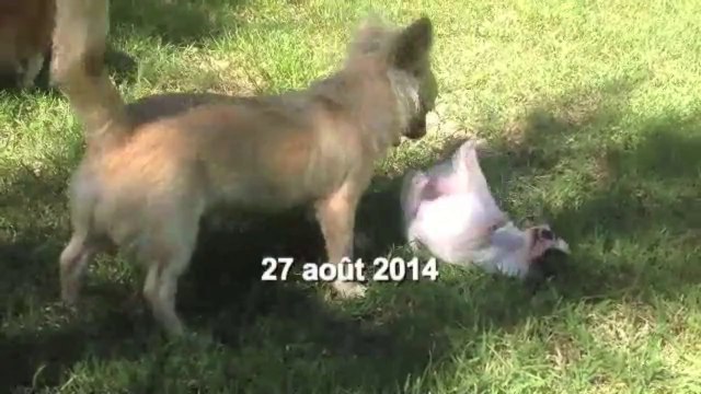 Chihuahua femelles chiots à reserver pour septembre 2014
