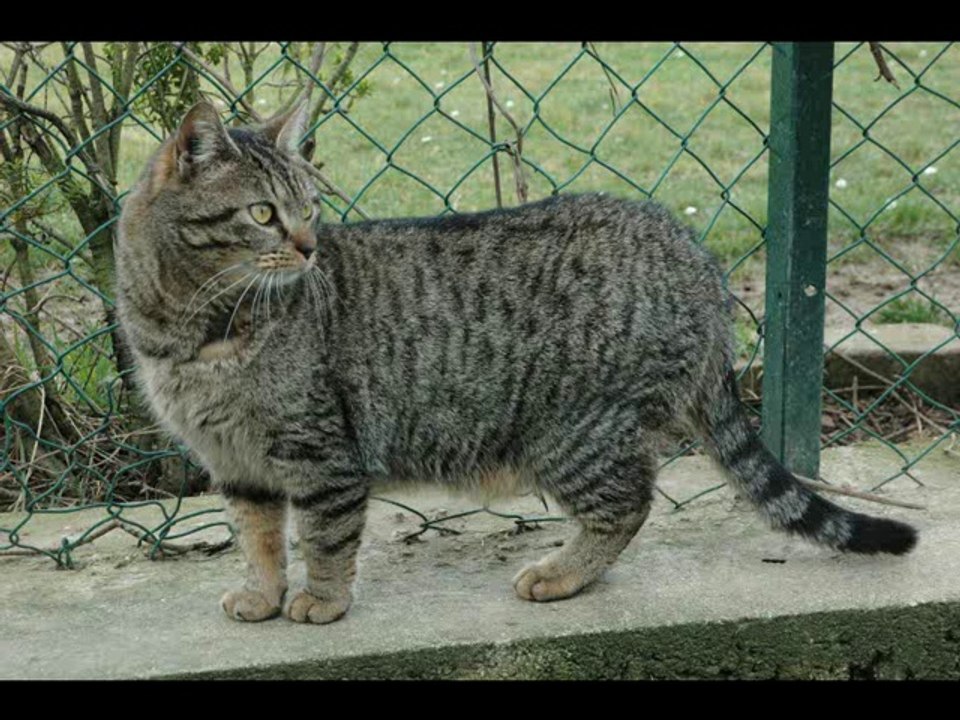 Chat - Houps