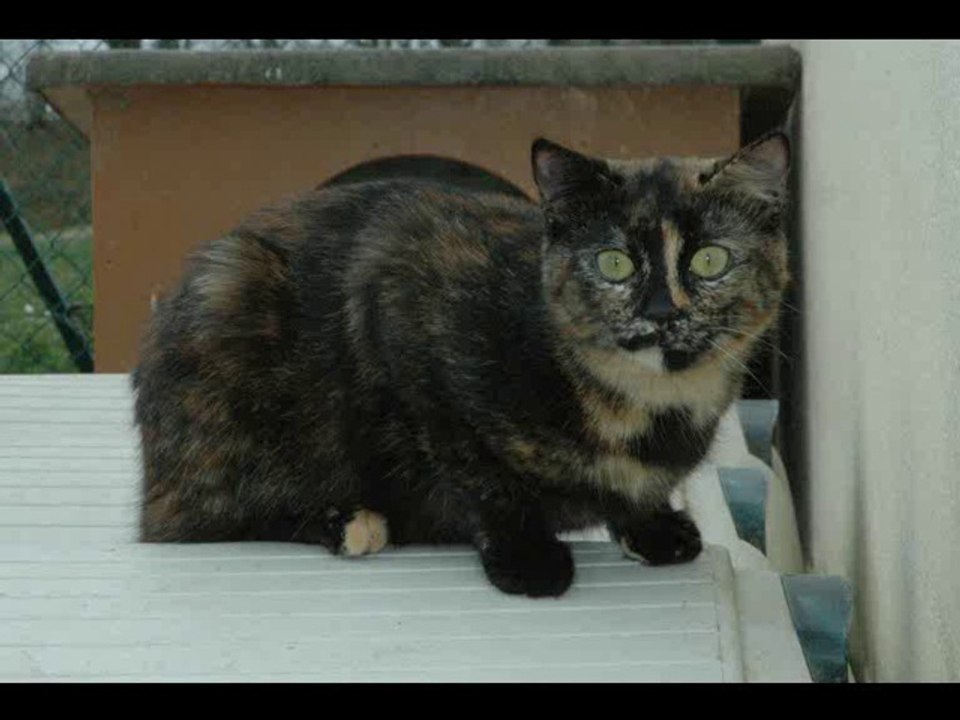 Chat - Irma