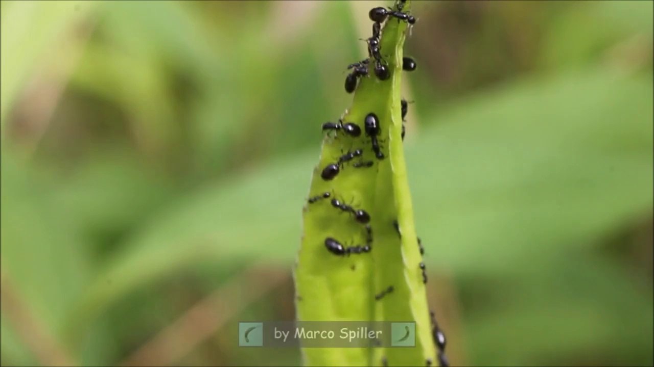Monomorium monomorium