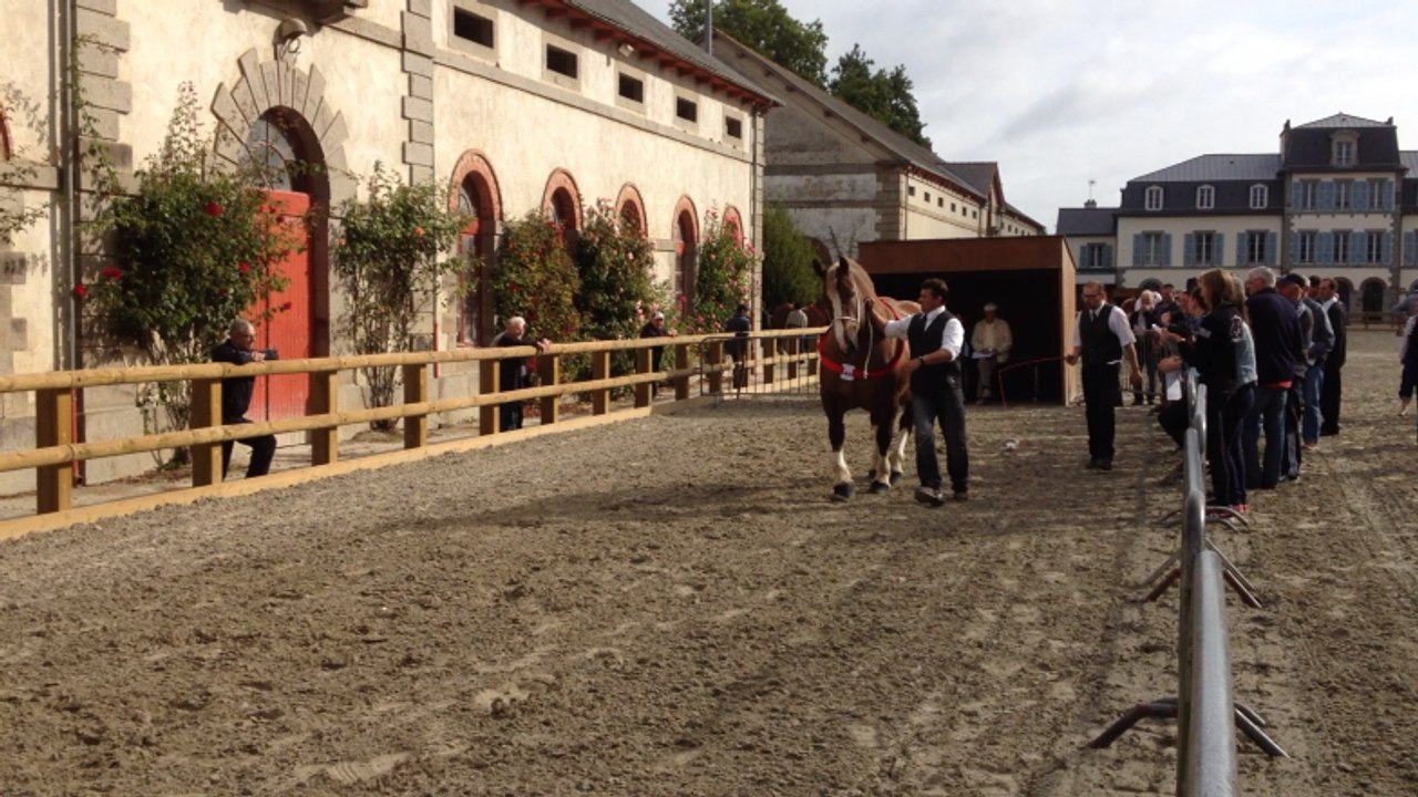 Départemental de trait breton