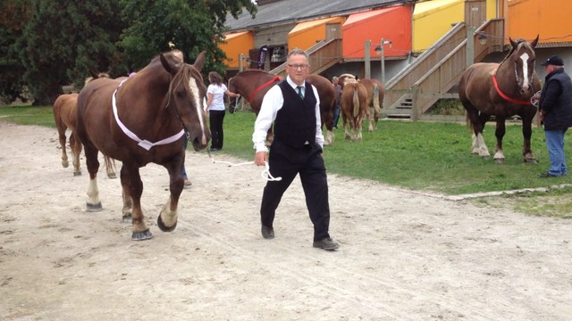 Départemental de trait breton