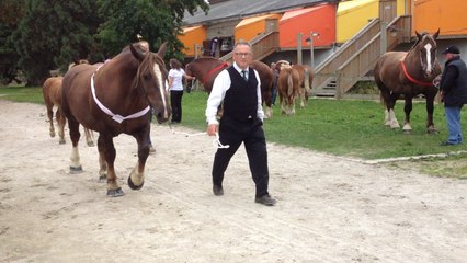 Départemental de trait breton