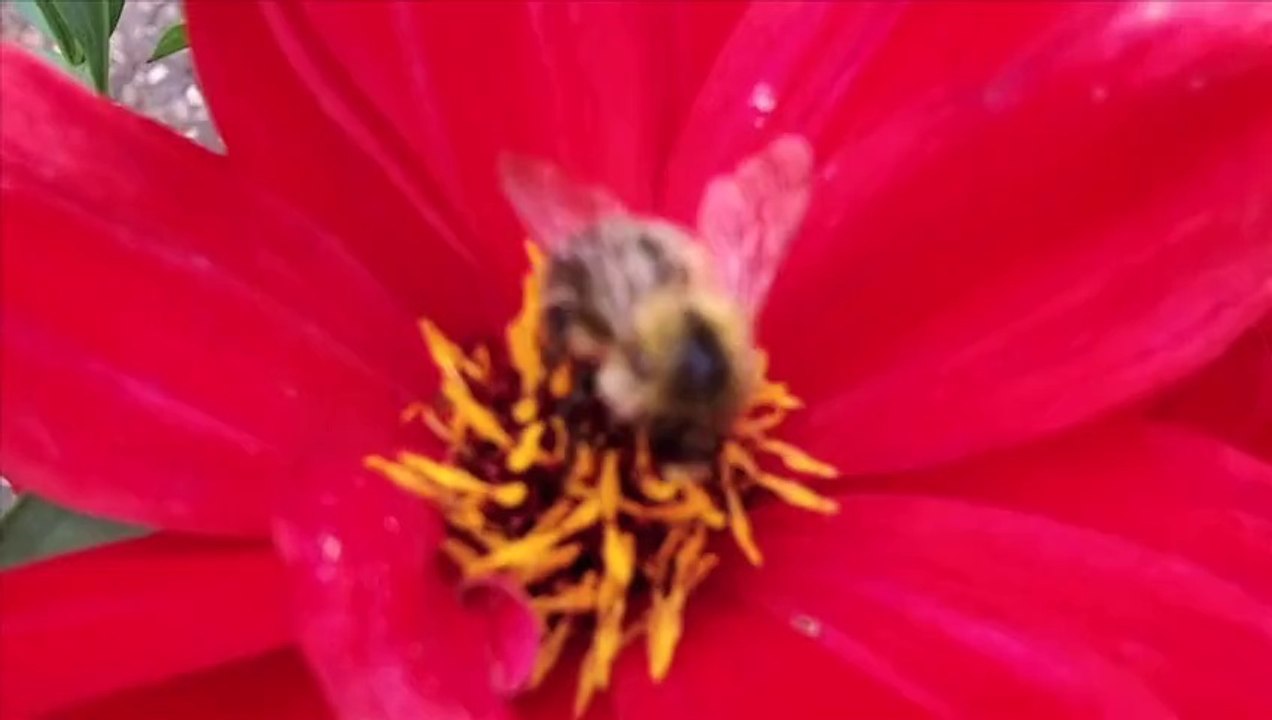 Satisfaction - Rolling Stones cover by Thomas Truax