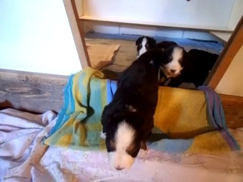 femelle jaune puis mauve (sans son collier)