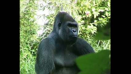 More Fun Animal Facts for Kids