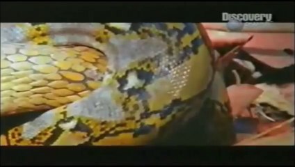 Ultimate Compilation of Wild Animals Fights - Direct From the Jungle