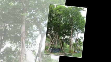 Bán Cây Lộc Vừng Giống, Lộc Vừng Bonsai, Lộc Vừng Bóng mát giá rẻ