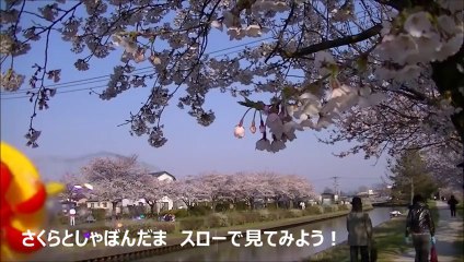 アンパンマンおもちゃ　さくらの木の下でふわふわシャボン玉　Anpanman