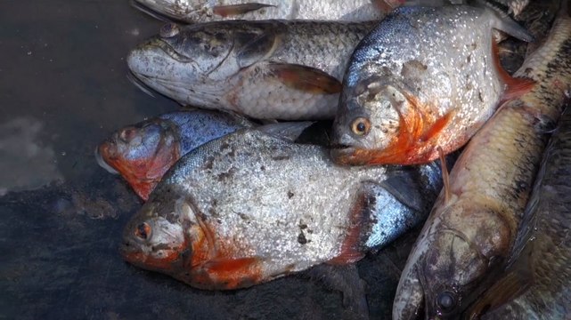 Perou- Lagunas: Peche de piranhas dans la réserve Pacaya-Samiria.