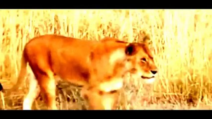 AFRICAN BIG FIVE A TRIBUTE TO AFRICA