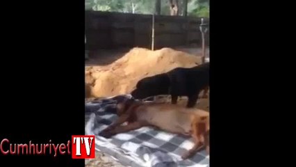 Köpeğin kardeş sevgisi gözleri yaşarttı