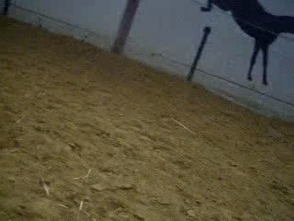 Cheval de cirque